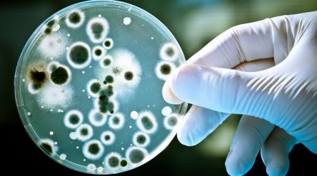 Teste descobre bactéria resistente a antibiótico em meia hora