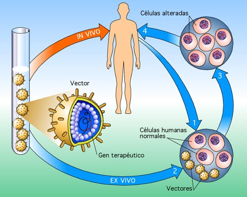 Cientistas tratam três doenças com mudança na técnica que ‘corrige’ gene