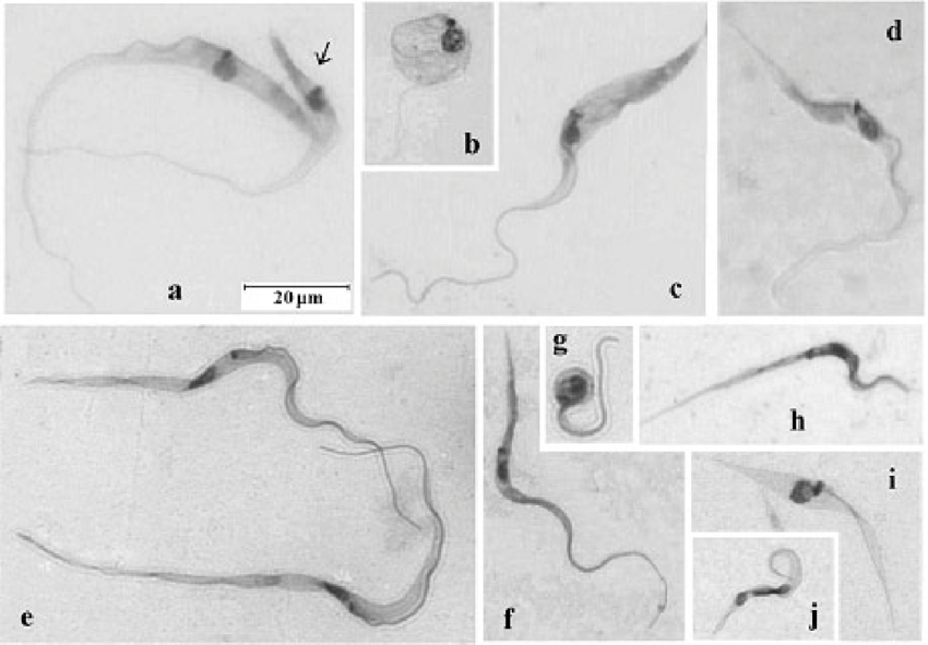 Isolamento de Trypanosoma caninum