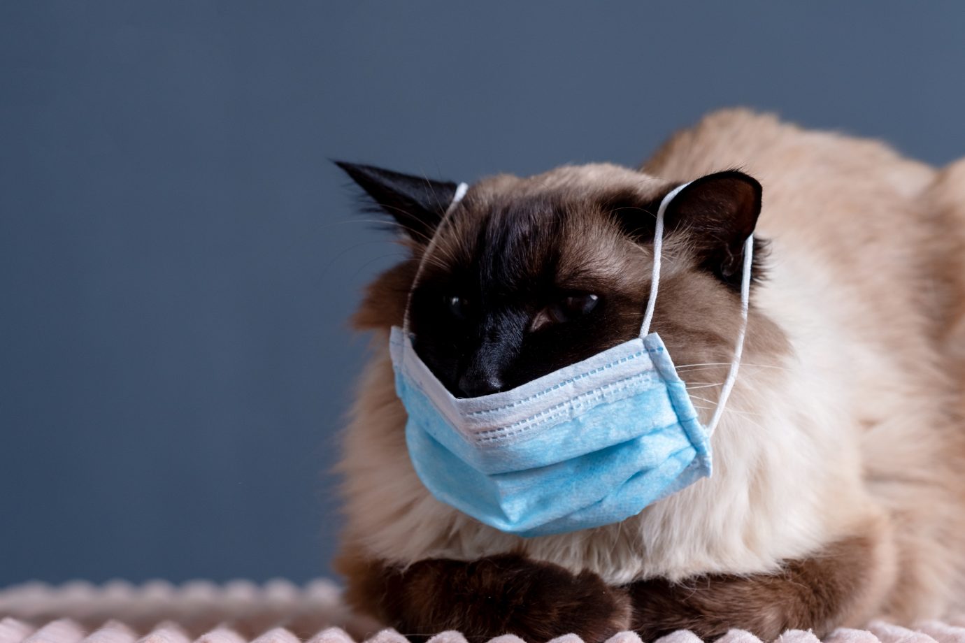 Felinos Domésticos podem contrair e transmitir a COVID-19?