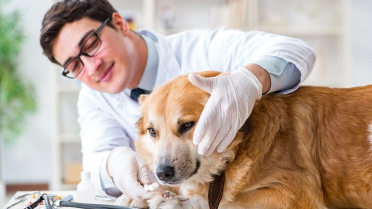 Quando encaminhar seu PET para fazer exames de fezes e urina