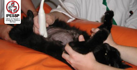 Radiologia, TC , RM e USG Veterinária