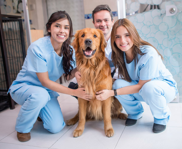Auxiliar de Médico Veterinário
